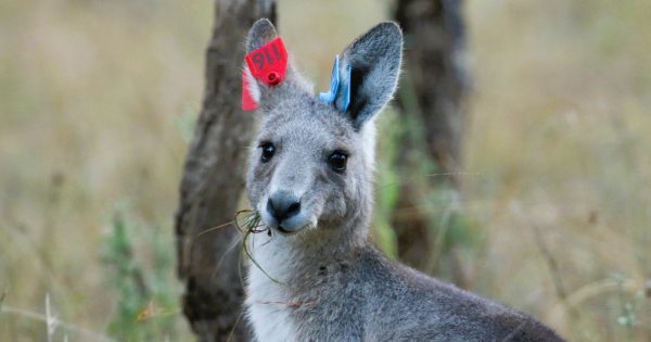 The government is gunning for 1042 kangaroos this cull, and the numbers are dropping