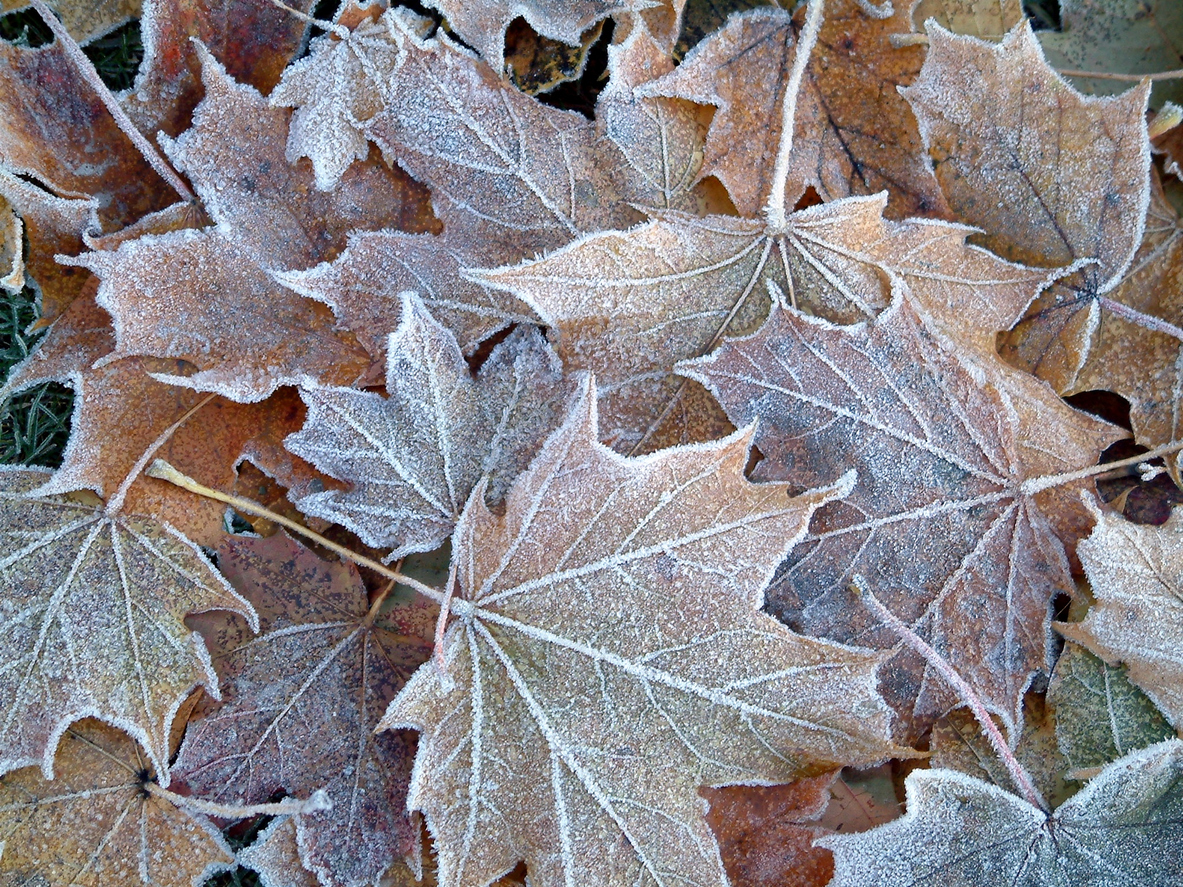 frosty leaves