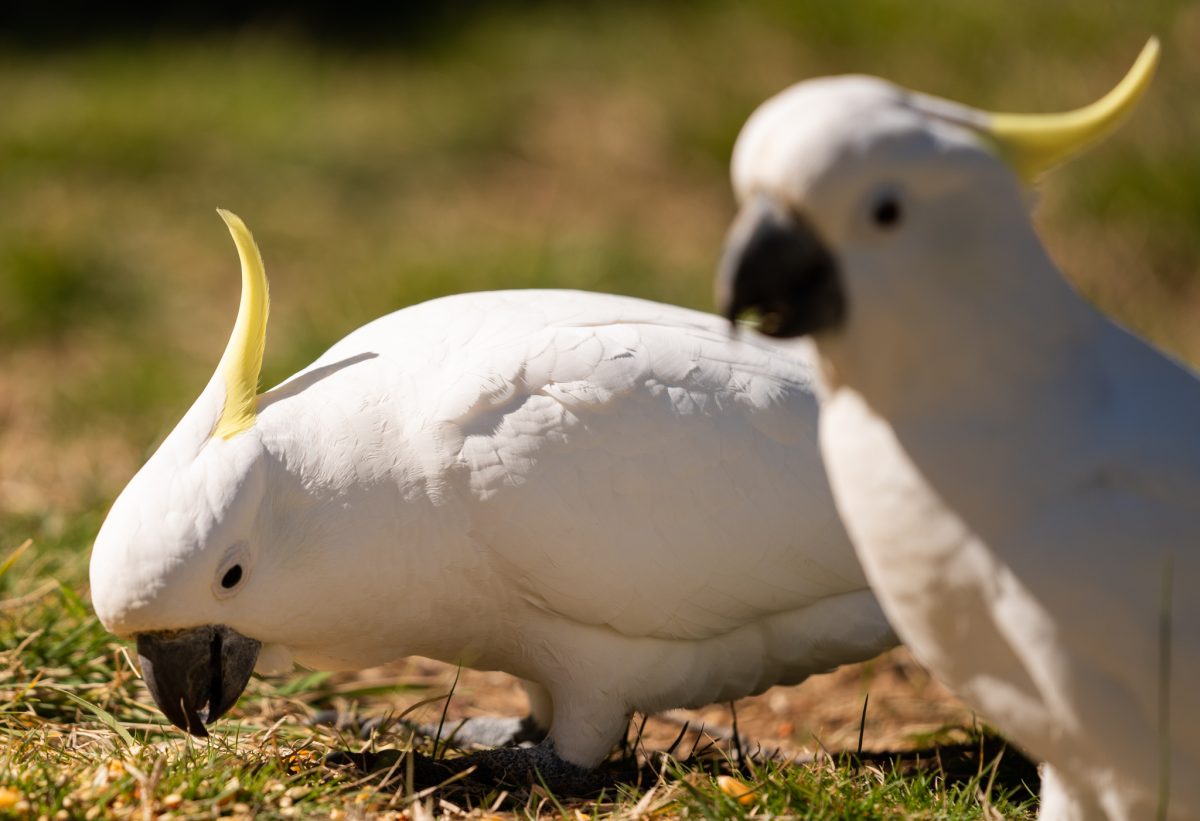 two white cockatoos