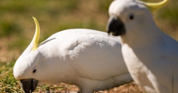 Want to have the last word on Aussie slang? She'll be right – straight into the dictionary