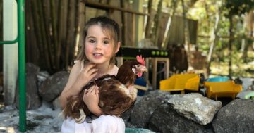 'They've got the full personality': Rescued hens seeking carers (and forever homes)