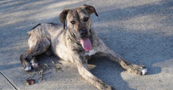 RSPCA ACT's Pets of the week - Kobe and Fable