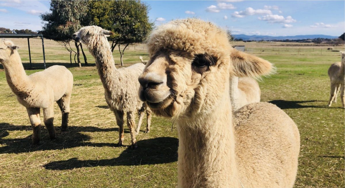 Several alpacas and llamas close to camera. 