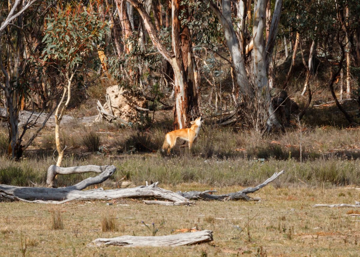 Ginger and cream dingo howling in native brush