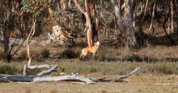 Namadgi National Park is home to far more Mirigang than you thought