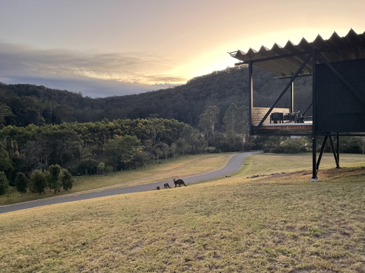 rural landscape with kangaroos