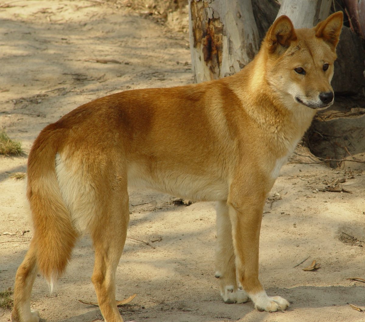 golden-yellow dingo in Namadgi National Park