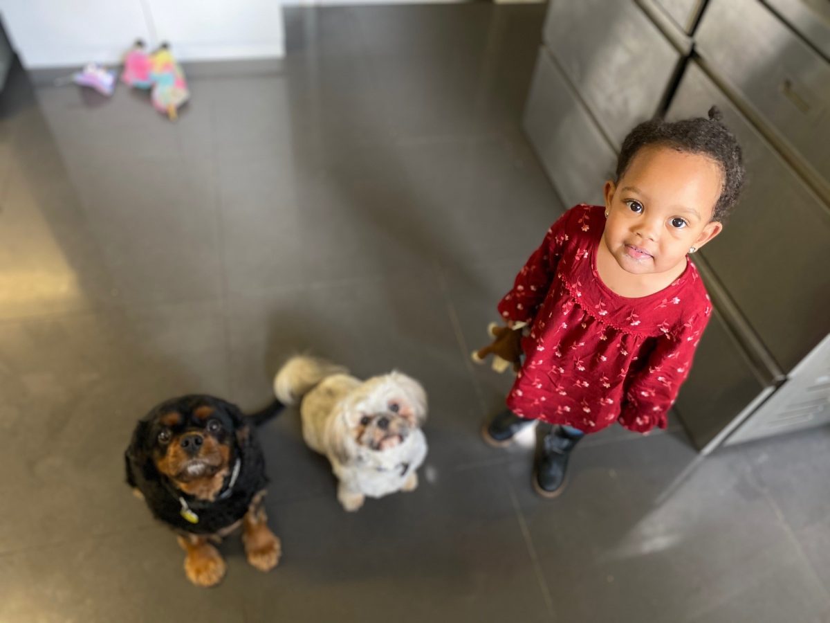 two small dogs with little girl