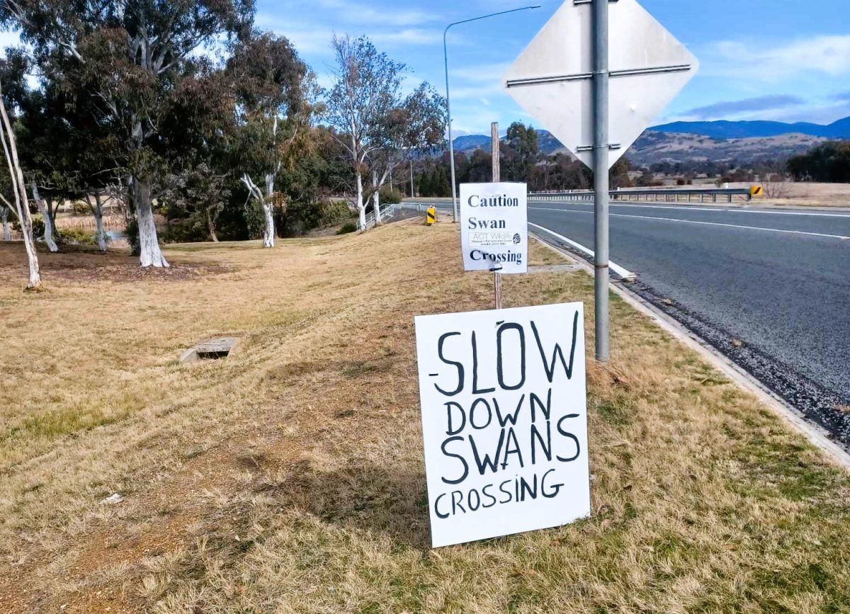 Swan crossing signs