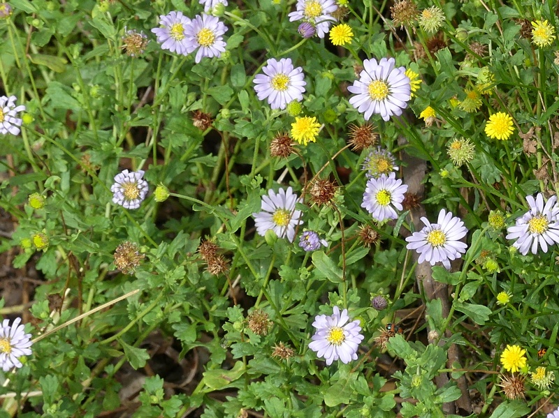 blue daisy flowers