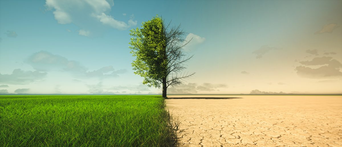 leafy tree and grass on one side and bare tree and dry land on the other side