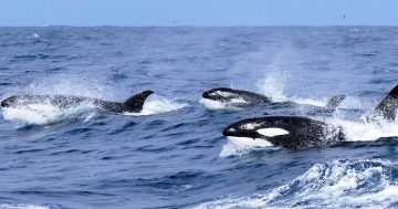 Watch as anglers encounter a huge pod of rare killer whales off Batemans Bay