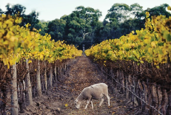 sheep grazing among grape vines