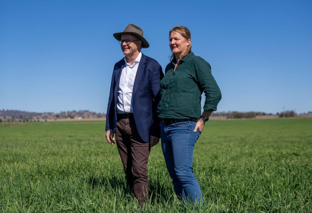 Albo standing in barley field