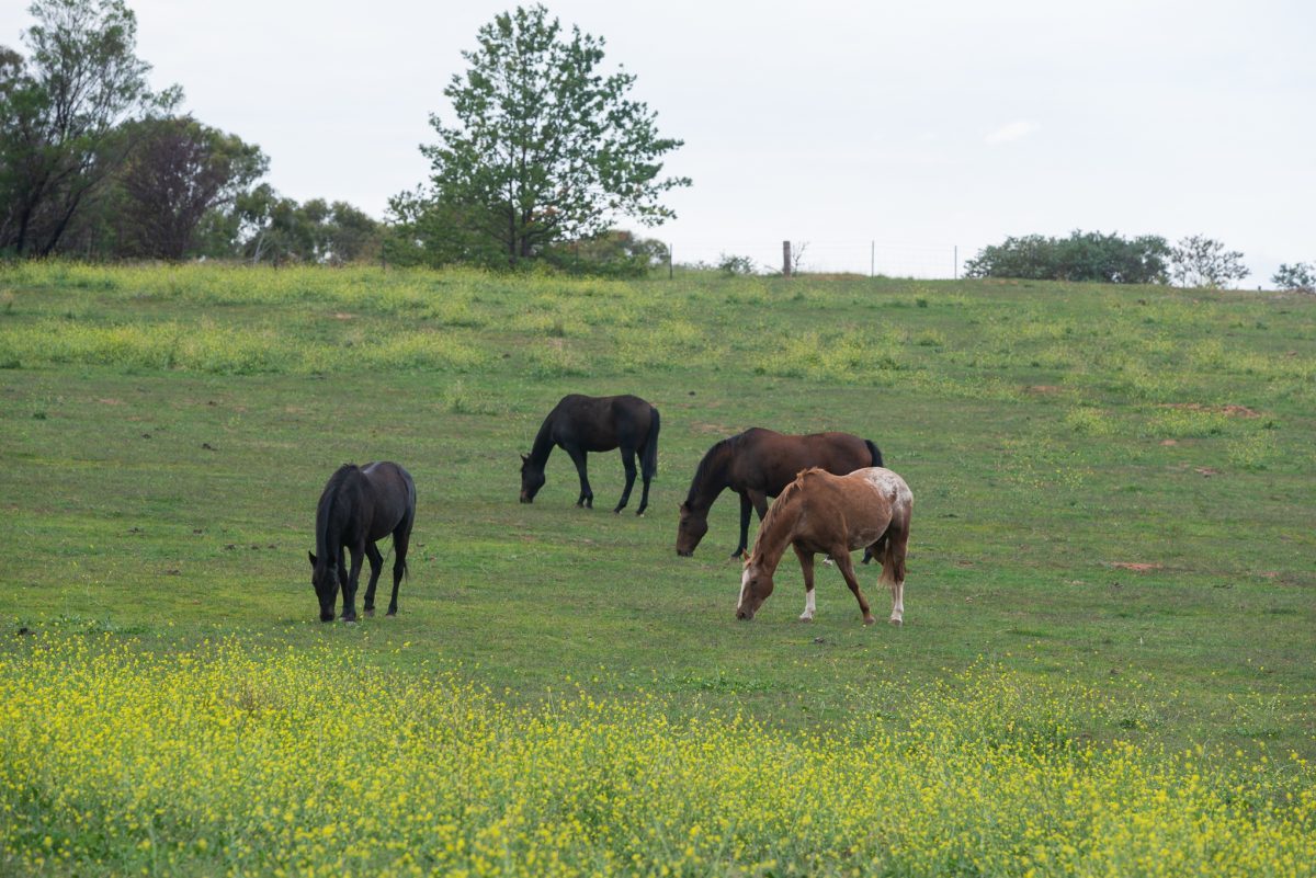 horses grazing in paddock