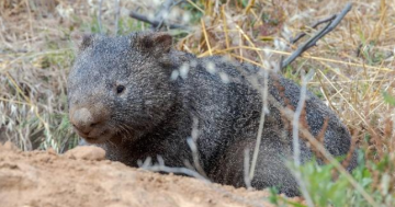 Push to protect wombats in proposed Ginninderry Riverside Parkland