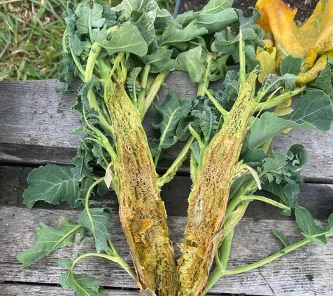 broccoli stem