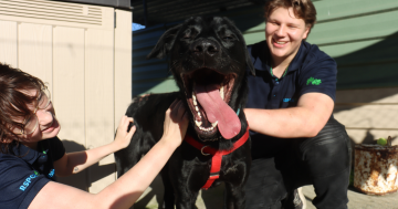 RSPCA ACT's Pets of the week - Jack & Patrick