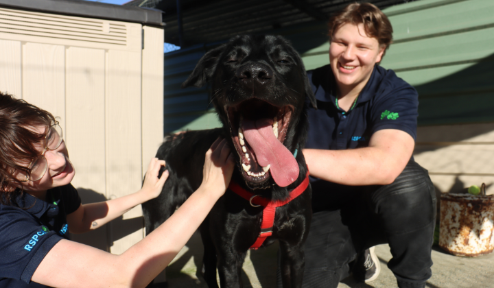 dog with tongue hanging out playing with two people