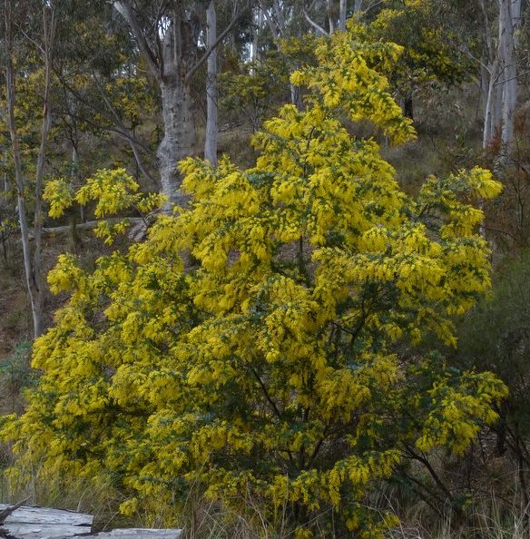 wattle tree