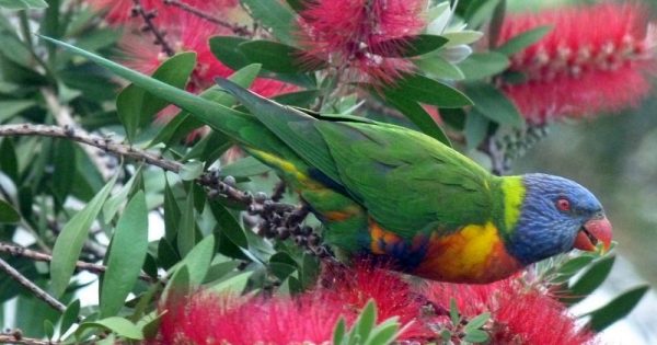 Spectacular, shrieking, sociable Rainbow Lorikeets spreading, fast