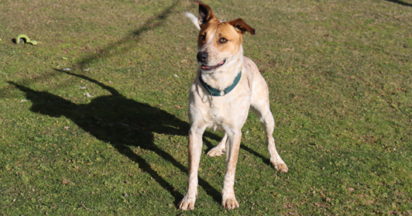 RSPCA ACT's Pets of the week - Trixie & Marshmallow