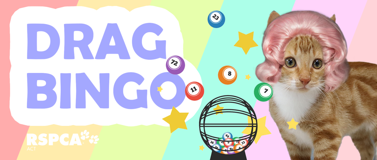 RSPCA ACT's Drag Bingo image