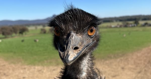 Emu farming finally pays off after three decades at The Rock