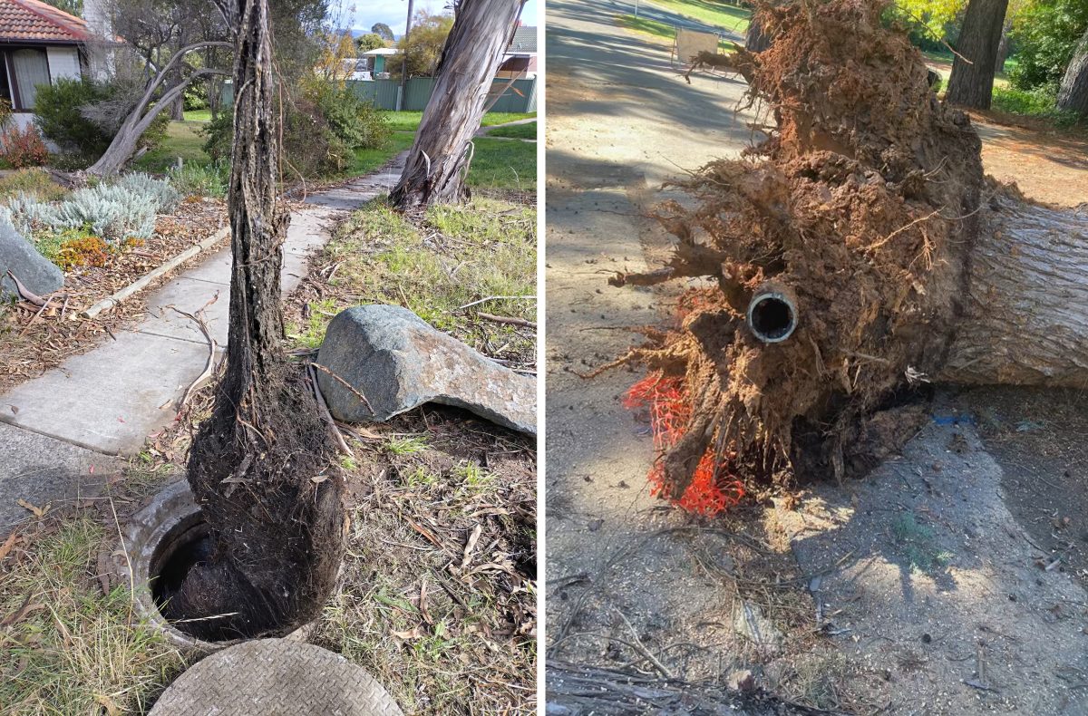 Tree roots in pipes