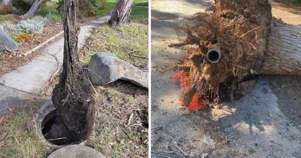 Root cause of blockages: heads up for gardeners as Icon Water map goes underground