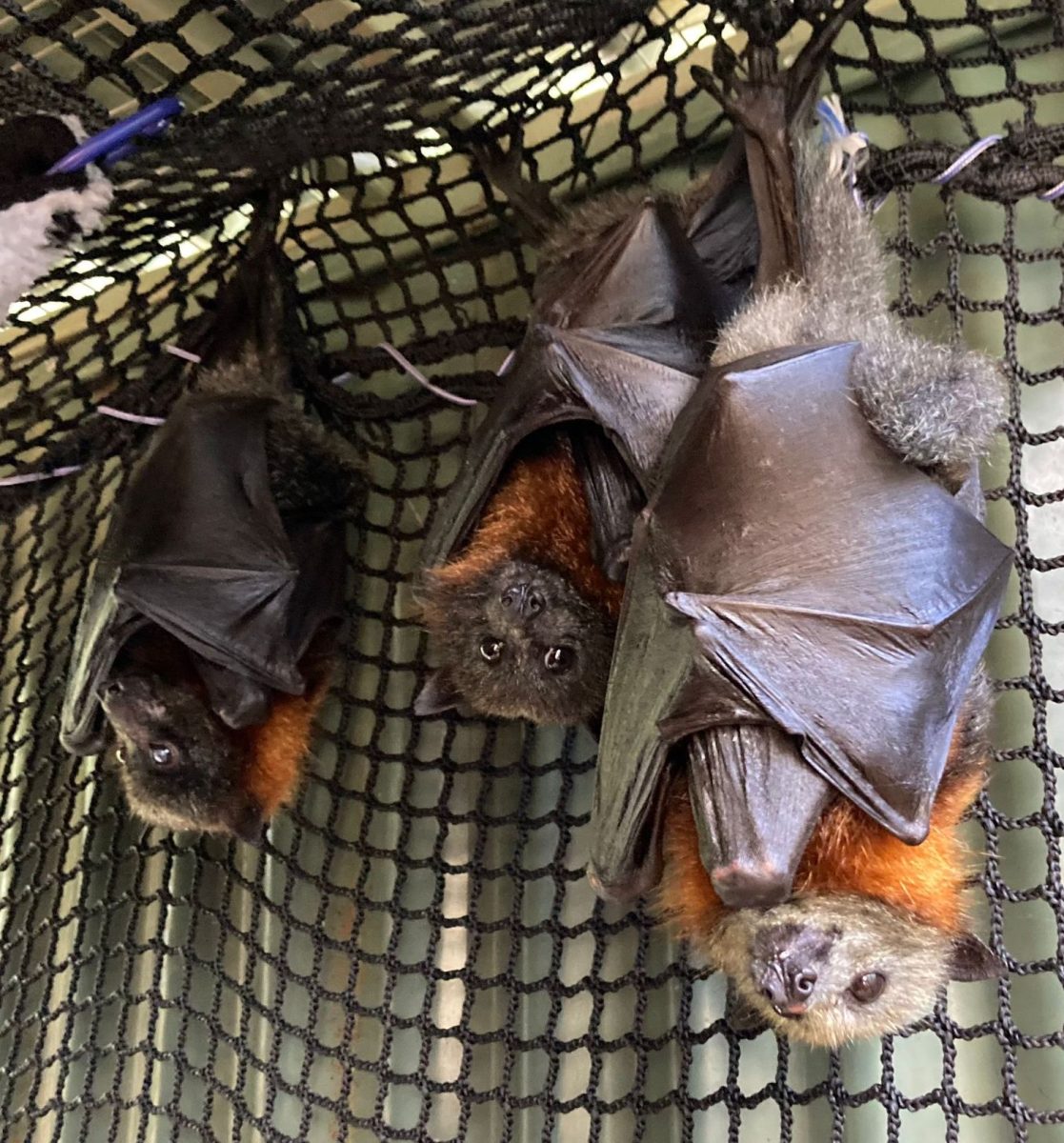 three bats hanging 