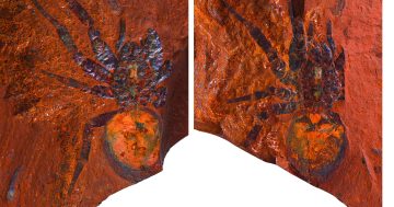 Canberra scientists help uncover world first - 16 million-year-old spider fossil