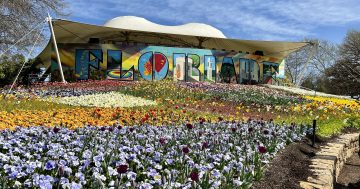Canberra's tourism almost back to pre-COVID levels, Floriade pulls its weight once again