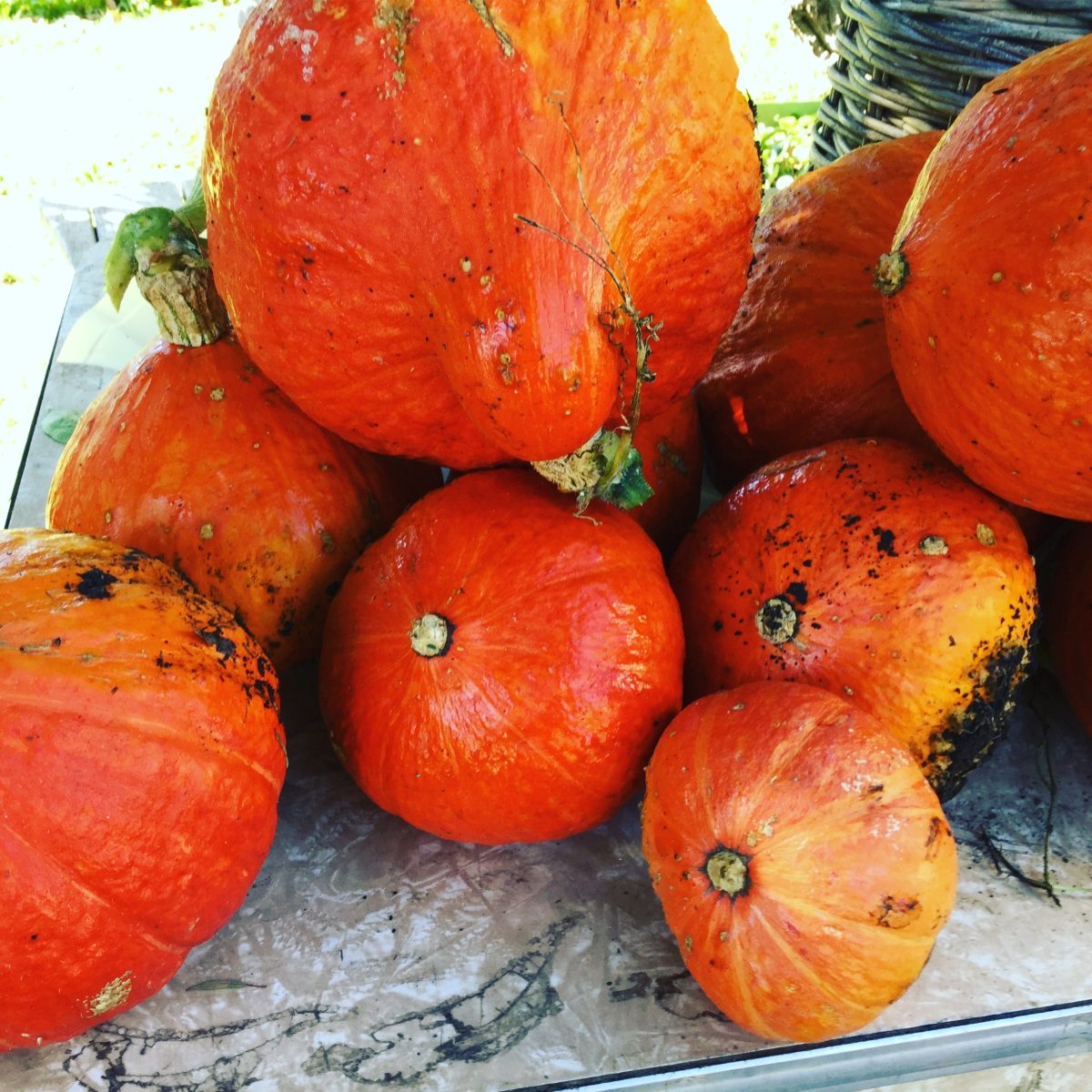 Eight different-sized pumpkins