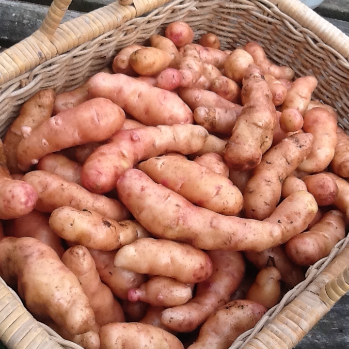 Basket of potatoes