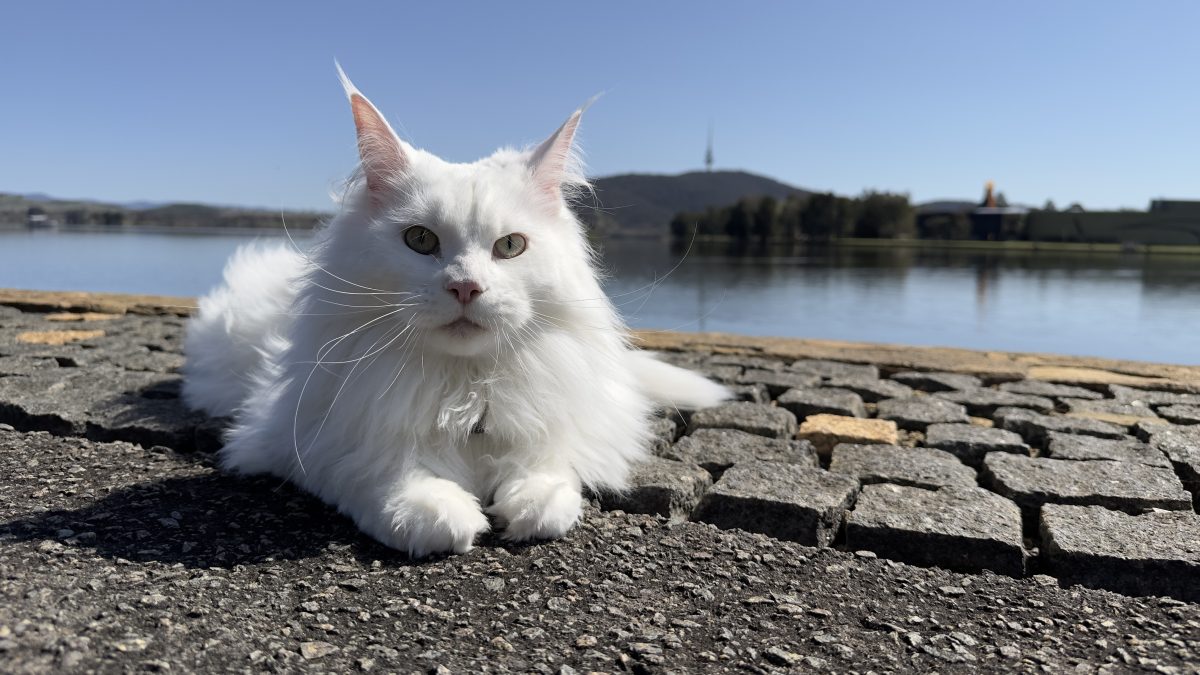 Mina the Maine Coon