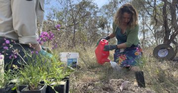 Endangered native herb to be re-wilded in the ACT (and no, you can't eat it)