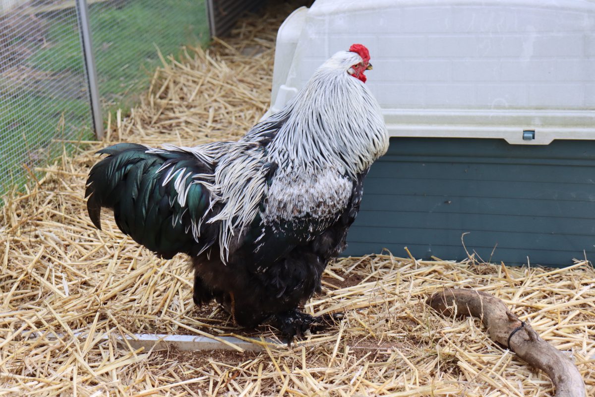 Ozzie the rooster