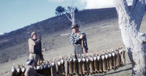 Curse of farmers, but rabbits were a boon for trappers
