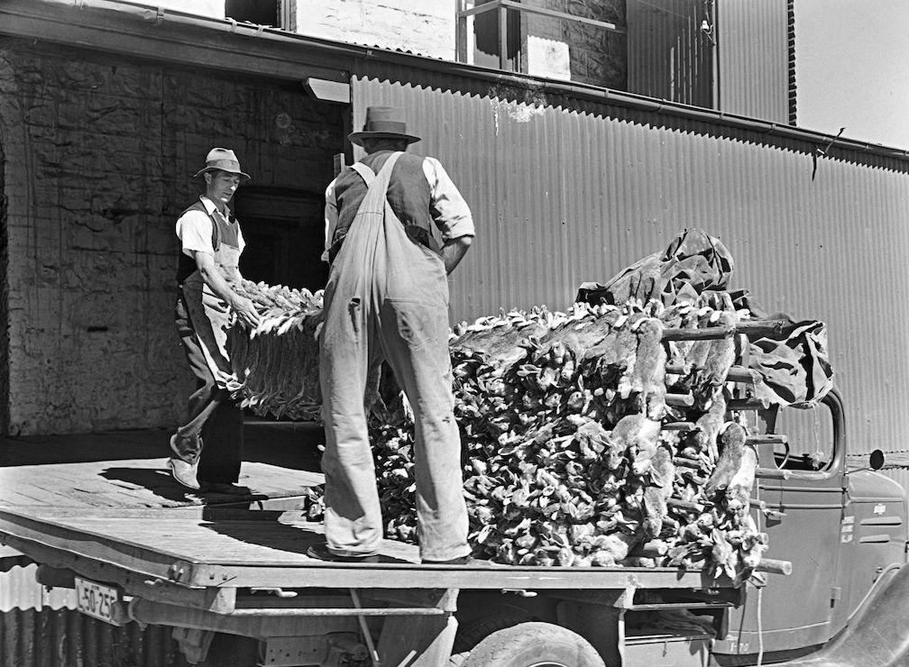 two men with rabbit meat delivery