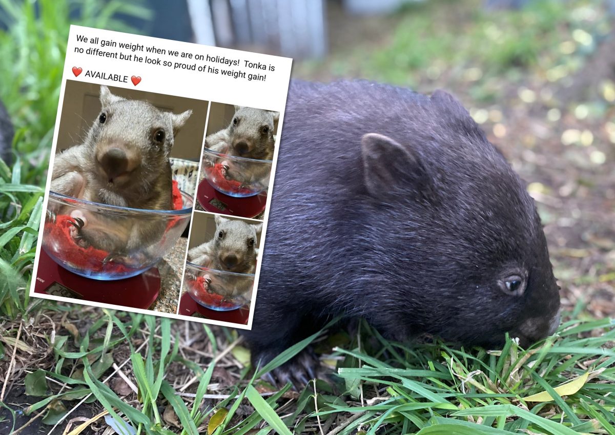 Wombat scam