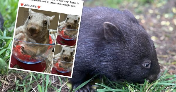 Wombat for sale? Watch out for this new online scam, ACT Wildlife says
