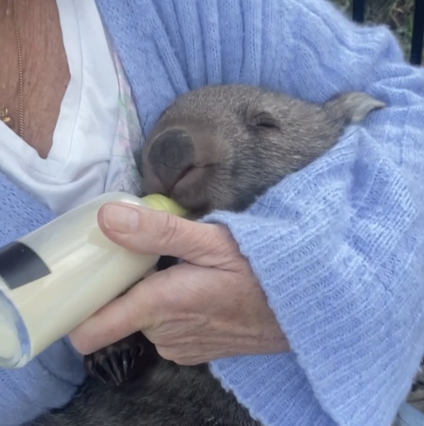 wombat drinking milk