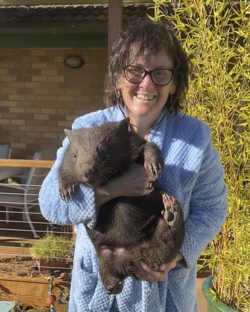 wombat and wildlife carer