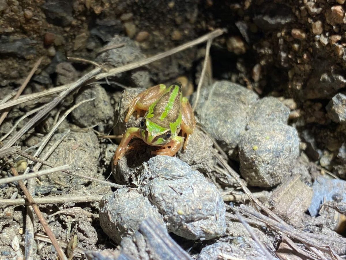 Baby frog on rocks