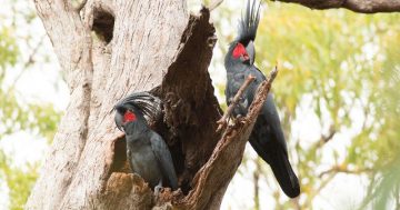 Australia's next chart topper might be from animal with a unique use of tools, researchers say