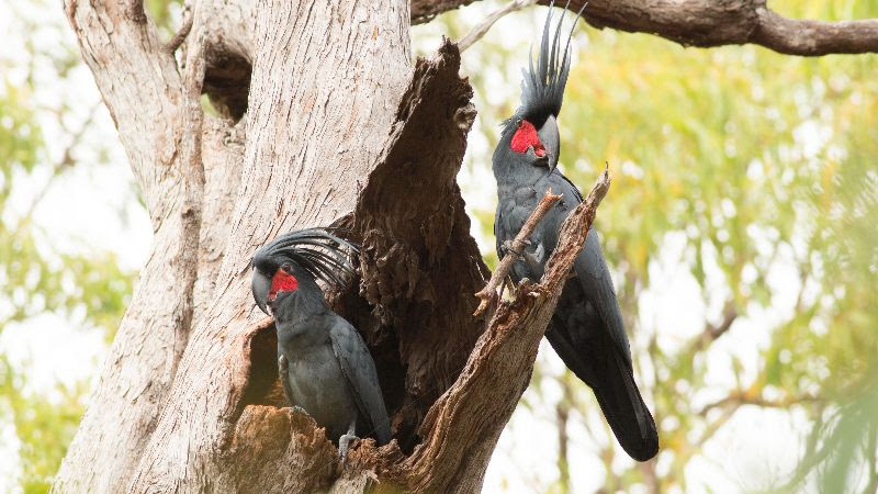 Two palm cockatoos sitting in a tree