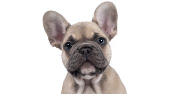 Teens given years in jail for crime spree of robberies, burglaries and stolen French bulldogs