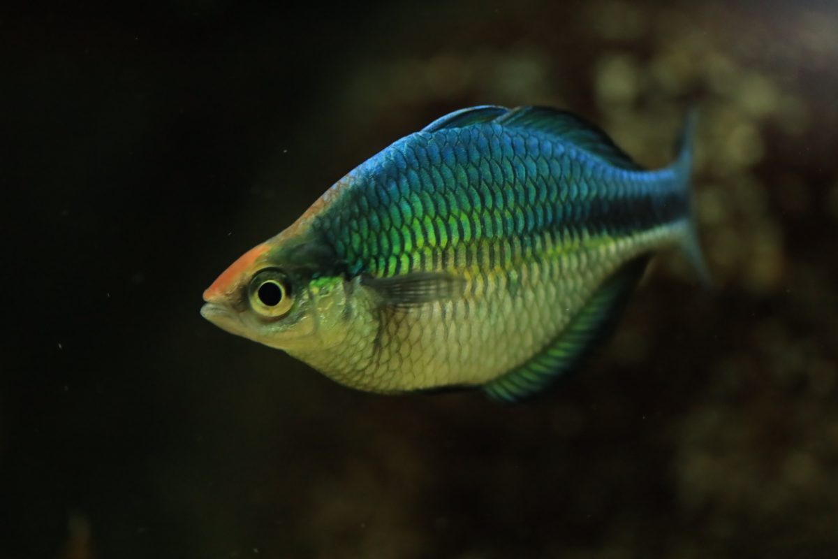 A blue and yellow fish in the water