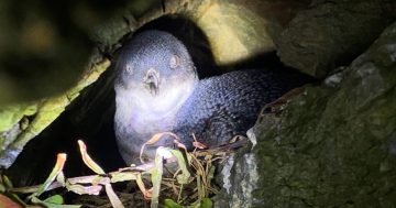 Exciting new arrival as loved-up penguins find their Garden of Eden in Wheel Cove